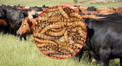 Gusano barrenador en Yucatán: ¿cuáles son los municipios con más casos? MAPA