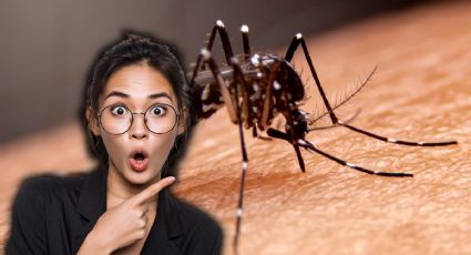¿Nuevo mosquito en Yucatán? Especialistas identifican especie que puede transmitir dengue