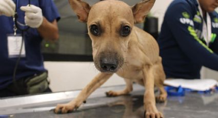 Maltrato animal en Mérida: Envenenan a 15 perros y encierran sin comida y agua a 10