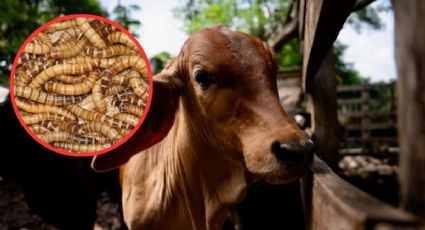 Gusano barrenador: ¿dónde pedir ayuda si sospechas que tu ganado está infectado?