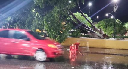 ¿Árbol de más de 100 años se cayó por la lluvia en Kanasín? Esto se sabe