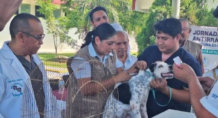 Yucatán esteriliza y vacuna gratis a tus mascotas; éstos son los requisitos