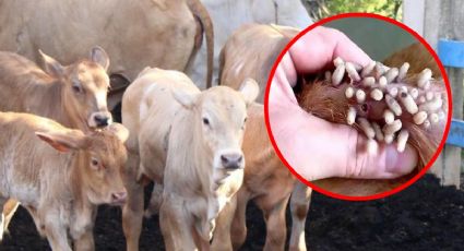 Gusano barrenador en Yucatán: ¿cuántos casos se han confirmado y en qué municipios?