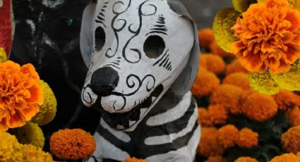 Ofrenda para mascotas: ¿cuándo se pone y qué tiene que llevar el altar para el Día de Muertos?