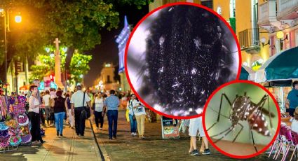 Alerta en Yucatán: llega Aedes vittatus, el mosquito que transmite hasta 4 enfermedades tropicales
