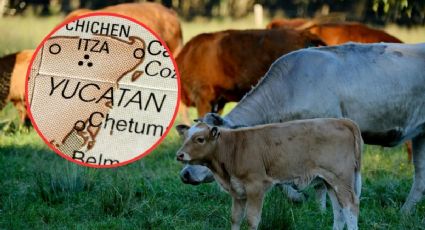 Gusano barrenador en Yucatán: ¿qué municipios registran casos por primera vez? MAPA