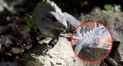 Mujer de Mérida ayuda a iguana a “refrescarse” y se vuelve viral en redes sociales