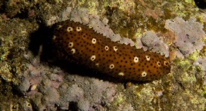 Reportan el posible hallazgo de pepino de mar en Celestún: ¿por qué es tan importante?