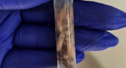 Mérida combate el gusano barrenador en mascotas; ¿dónde están las veterinarias especializadas?