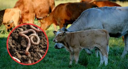 Yucatán suma 658 casos de gusano barrenador: lista de municipios más afectados