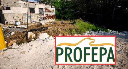 Profepa clausura dos predios en Progreso: ¿dónde están y cuál fue la razón?