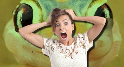 Temporada de lluvias en Yucatán: animales que podrías ver y cómo reaccionar