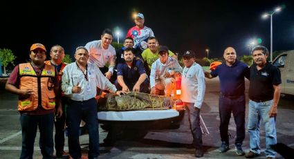 Capturan a cocodrilo que deambulaba por las calles de Progreso