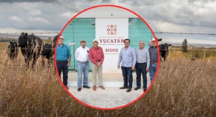 Gusano barrenador: Yucatán impulsa producción de mosca estéril para erradicar la plaga