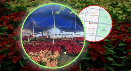 Feria de la Flor de Nochebuena en Mérida: ¿cuándo y dónde será?