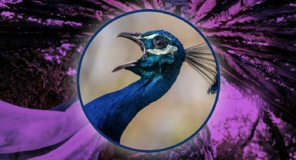 Horóscopo maya miércoles 26 de noviembre de 2025: revelaciones que te atan al dolor