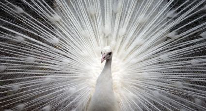 Horóscopo maya viernes 28 de noviembre de 2025: señales para feliz y mensajes de las estrellas