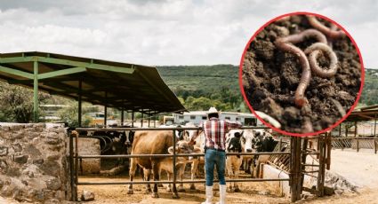 Yucatán suma 959 casos de gusano barrenador | MAPA de municipios más afectados