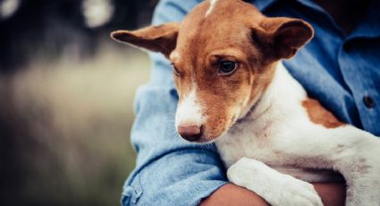 Multa histórica a maltratador de animales en Mérida; ¿cuánto tendrá que pagar?