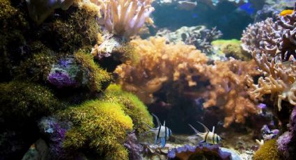 Reservas de la Biosfera en Yucatán: ¿cuáles son y por qué son importantes?