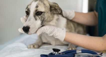 Llevan campaña de esterilización al fraccionamiento Yucalpetén, ¿cuándo será?