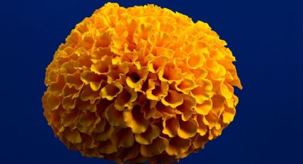 Flor de cempasúchil después de Día de Muertos: cómo reutilizarla en casa y aprovechar sus beneficios