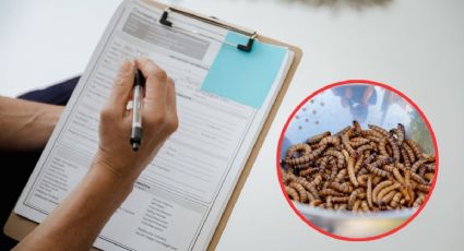 Gusano barrenador: ¿cuántos casos en humanos se registran en Yucatán?