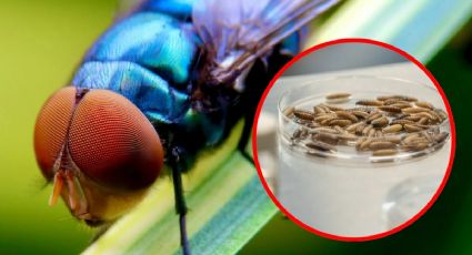 Yucatán apuesta por la ciencia para frenar el gusano barrenador, una mosca es la clave