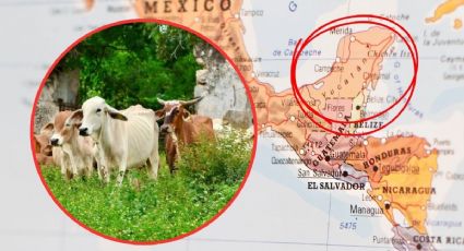 Gusano barrenador supera los 1,000 casos en Yucatán: ¿cuál es el municipio más afectado?