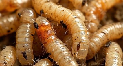 Declaran emergencia nacional por gusano barrenador: ¿qué significa y qué implica para Yucatán?