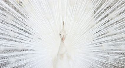 Horóscopo maya martes 2 de diciembre de 2025: señales cósmicas para detectar amistades falsas