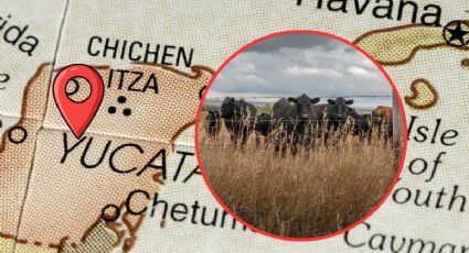 Yucatán suma 54 casos nuevos de gusano barrenador en una semana: MAPA de municipios afectados