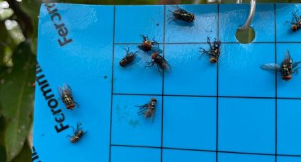 Instalan trampas contra la mosca del gusano barrenador: Arranca plan piloto en Cacalchén