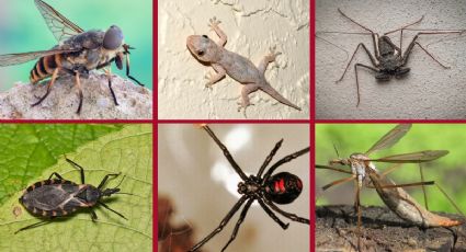 Guía básica para sobrevivir en Yucatán: insectos y animales que encontrarás en el sureste mexicano