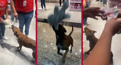 Milagro de Navidad en Mérida: perrito “roba” peluche y ciudadanos se unen para regalárselo