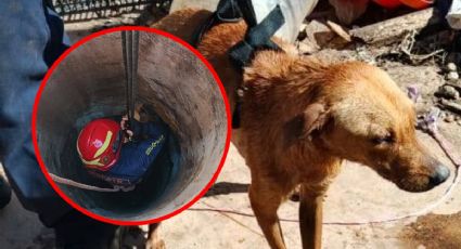 ¡Final feliz en Tizimín! Rescatan a "Barril", una perrita que cayó a un pozo de 12 metros