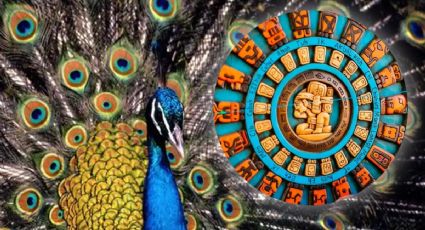 Horóscopo maya 5 de diciembre 2025: consejos para perdonar y sanar en el Mes del Pavoreal