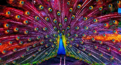 Horóscopo maya 6 de diciembre 2025: limpia malas vibras decembrinas en el Mes del Pavoreal