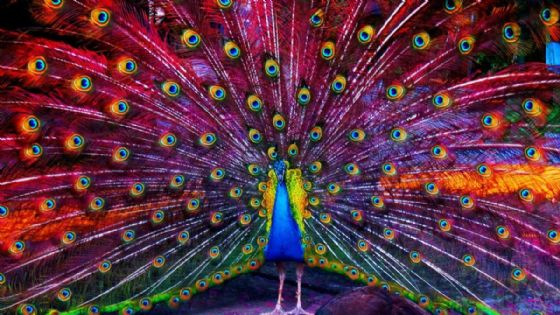 Horóscopo maya 6 de diciembre 2025: limpia malas vibras decembrinas en el Mes del Pavoreal