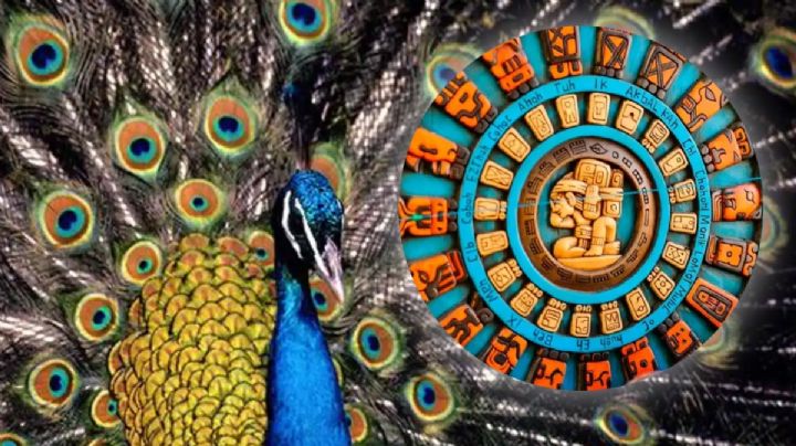 Horóscopo maya 5 de diciembre 2025: consejos para perdonar y sanar en el Mes del Pavoreal