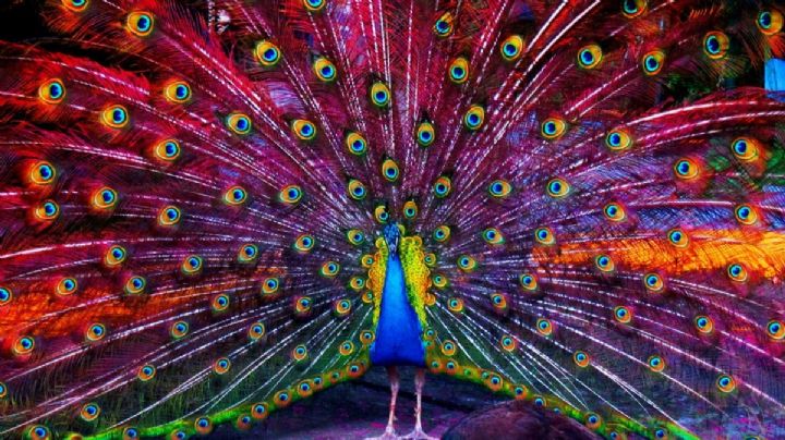 Horóscopo maya 6 de diciembre 2025: limpia malas vibras decembrinas en el Mes del Pavoreal