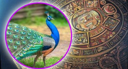 Horóscopo maya 8 de diciembre 2025: evita la envidia y protege tu energía en el Mes del Pavoreal