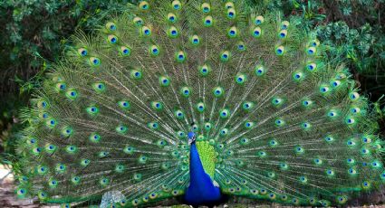 Horóscopo maya 9 de diciembre: claves cósmicas para una estabilidad financiera duradera