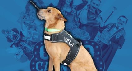 Circo Carnaval Mérida 2026: cinco perritos rescatados serán los “Reyes Caninos” del festival