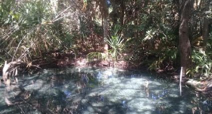 Yucatán pierde un tercio de sus manglares