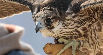 Halcones mantienen seguros los vuelos en el aeropuerto de Mérida