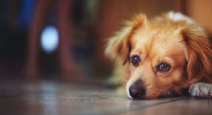 Denuncian envenenamiento masivo de perros y gatos en Tinum