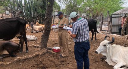 Gusano barrenador: Yucatán presenta plan piloto para contener y acabar con la plaga