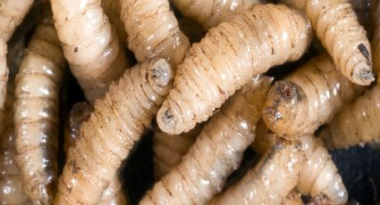 Detectan el primer caso de gusano barrenador en Yucatán ¿Cuáles son los riesgos?