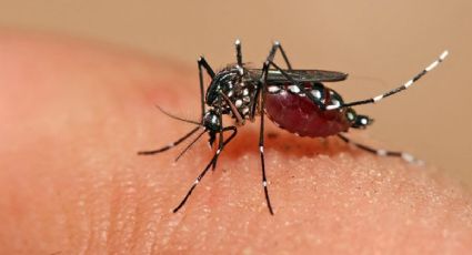 Dengue en Yucatán: estrategia lleva a reducción del 87.8% de los casos